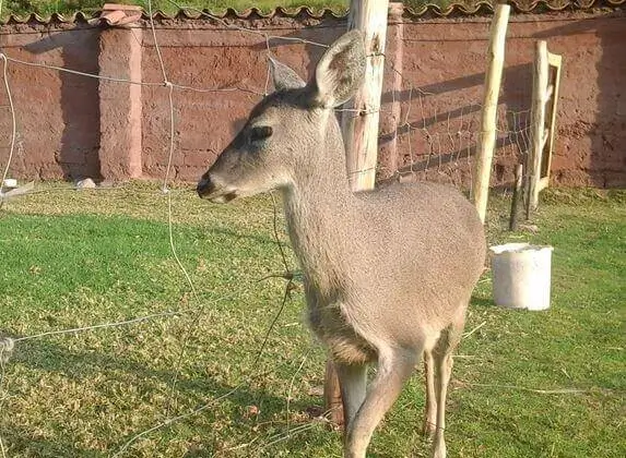 wildlife ciervo